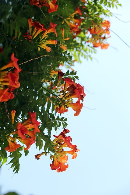 비체올린 능소화축제