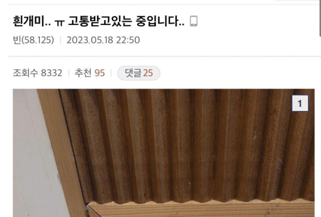 서울 강남 논현 충남 아산 흰개미 발견 여왕 유시충 퇴치 불가 바퀴벌레 문화재 여름