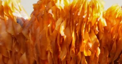 상황버섯 효능 부작용