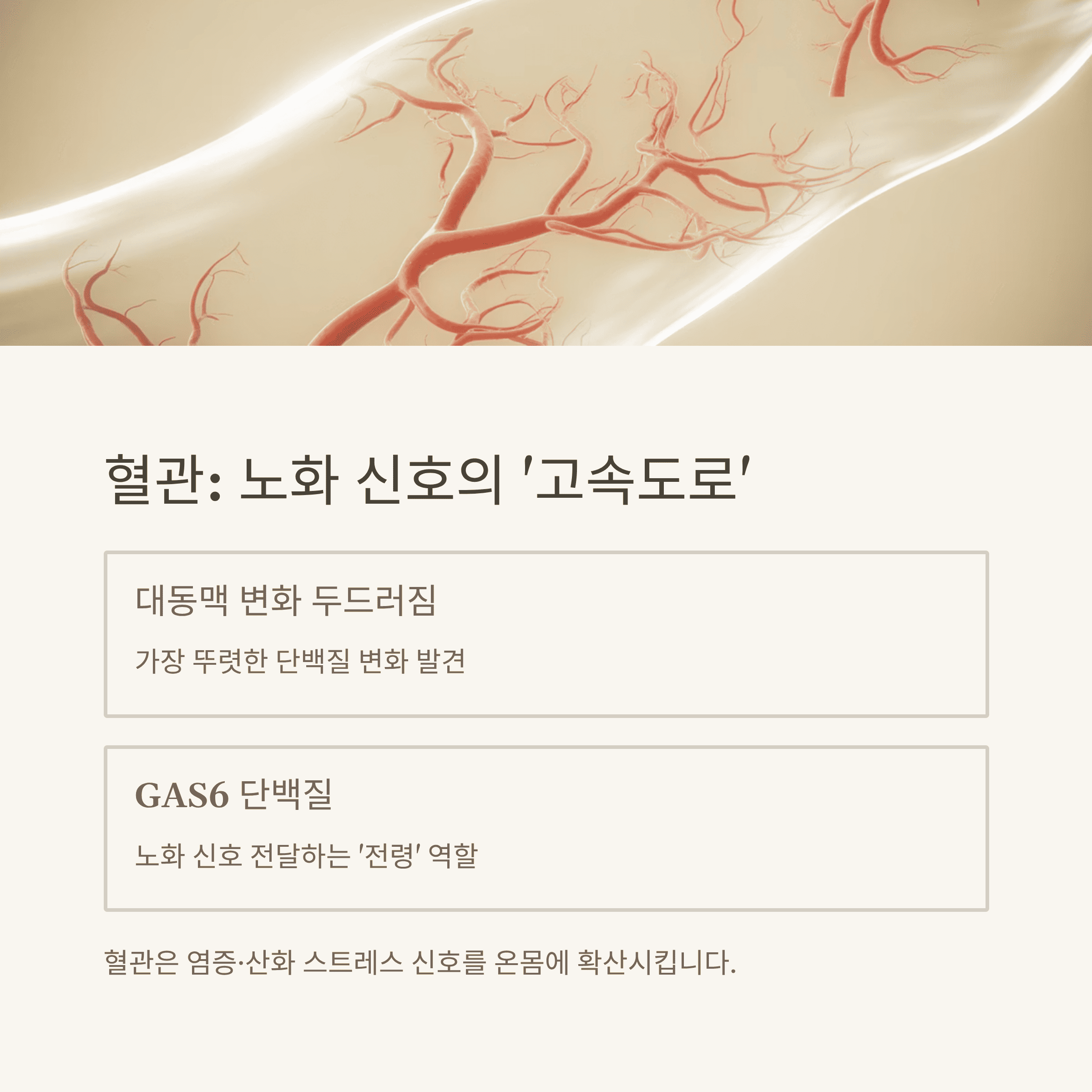 50세 전후 급속한 노화의 과학적 근거