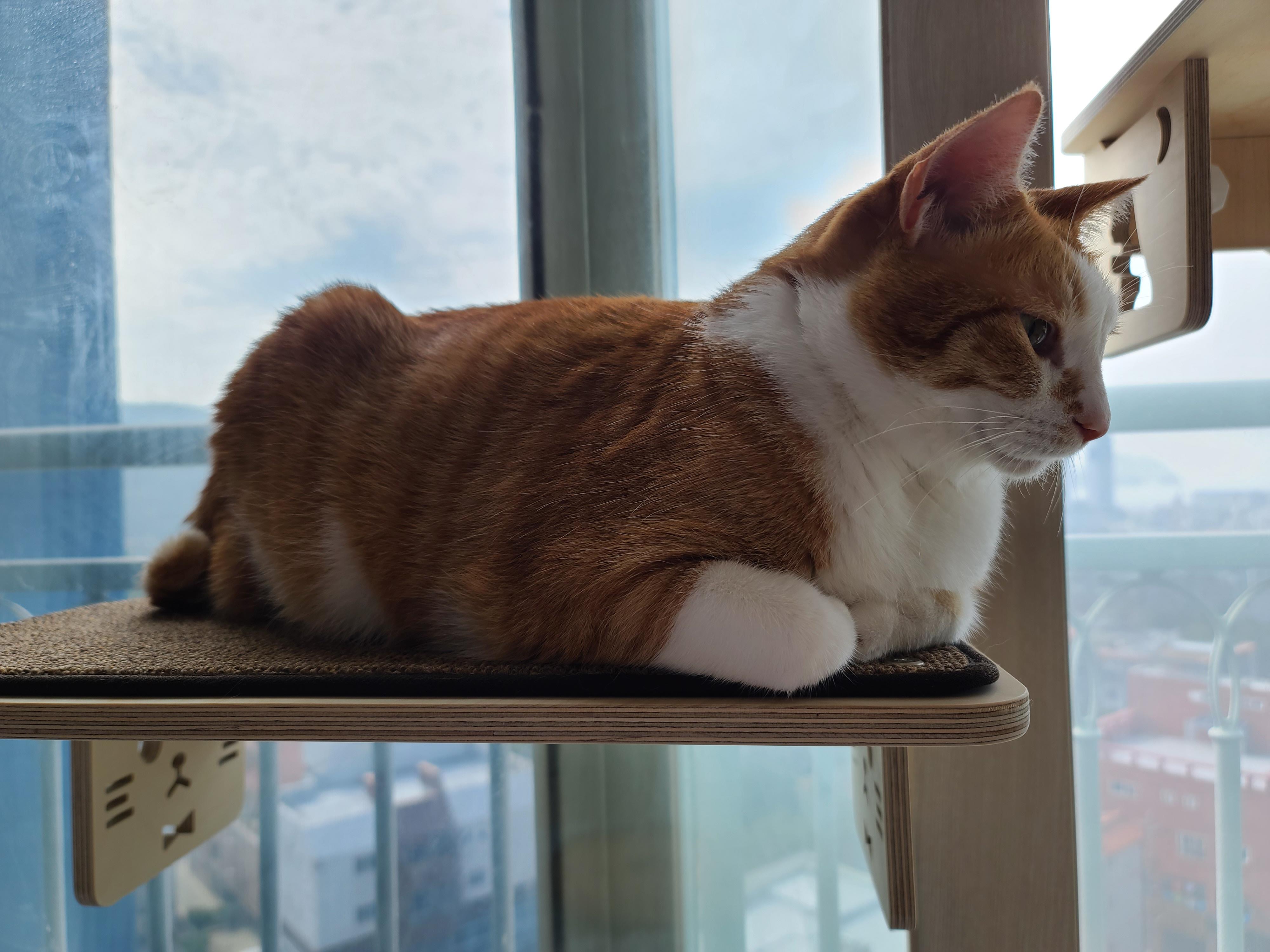 초근접 촬영에도 굴욕이란 없는 고양이.