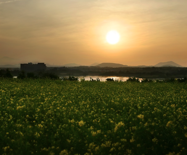 2025 구리 유채꽃축제