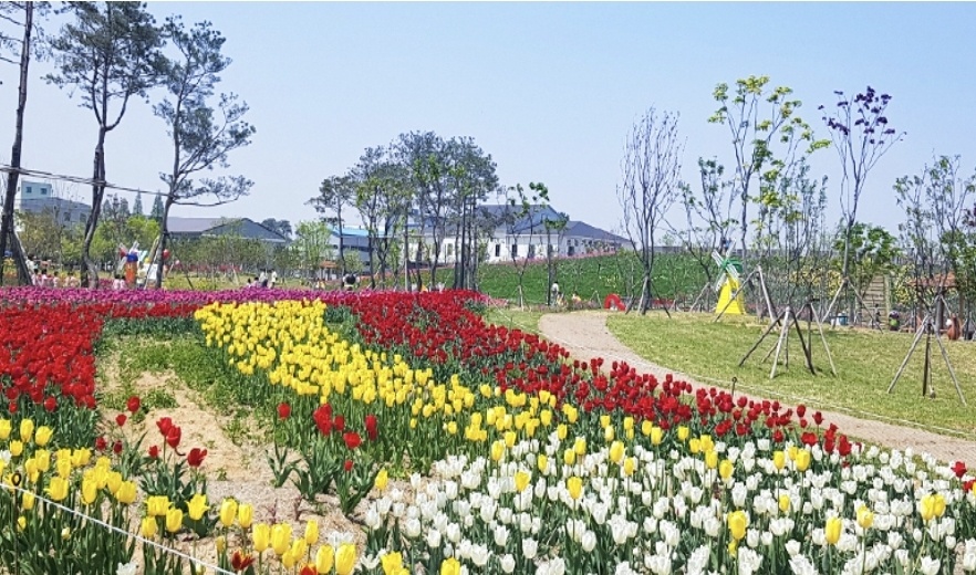 튤립,수선화 꽃단지