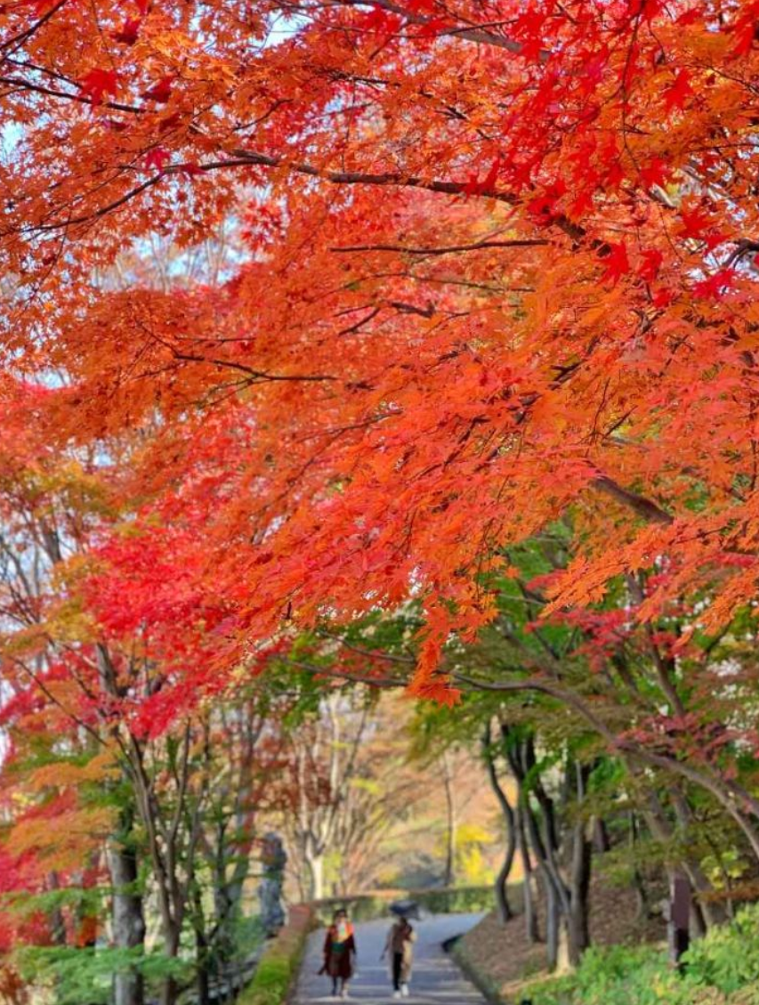 베어트리파크 가을단풍축제