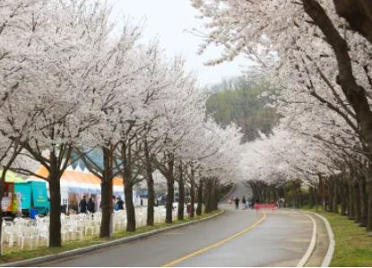여주 벚꽃