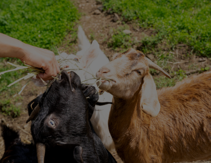 하늘마루 염소 목장 정보 안내