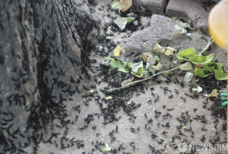 러브버그 출몰시기 및 퇴치방법