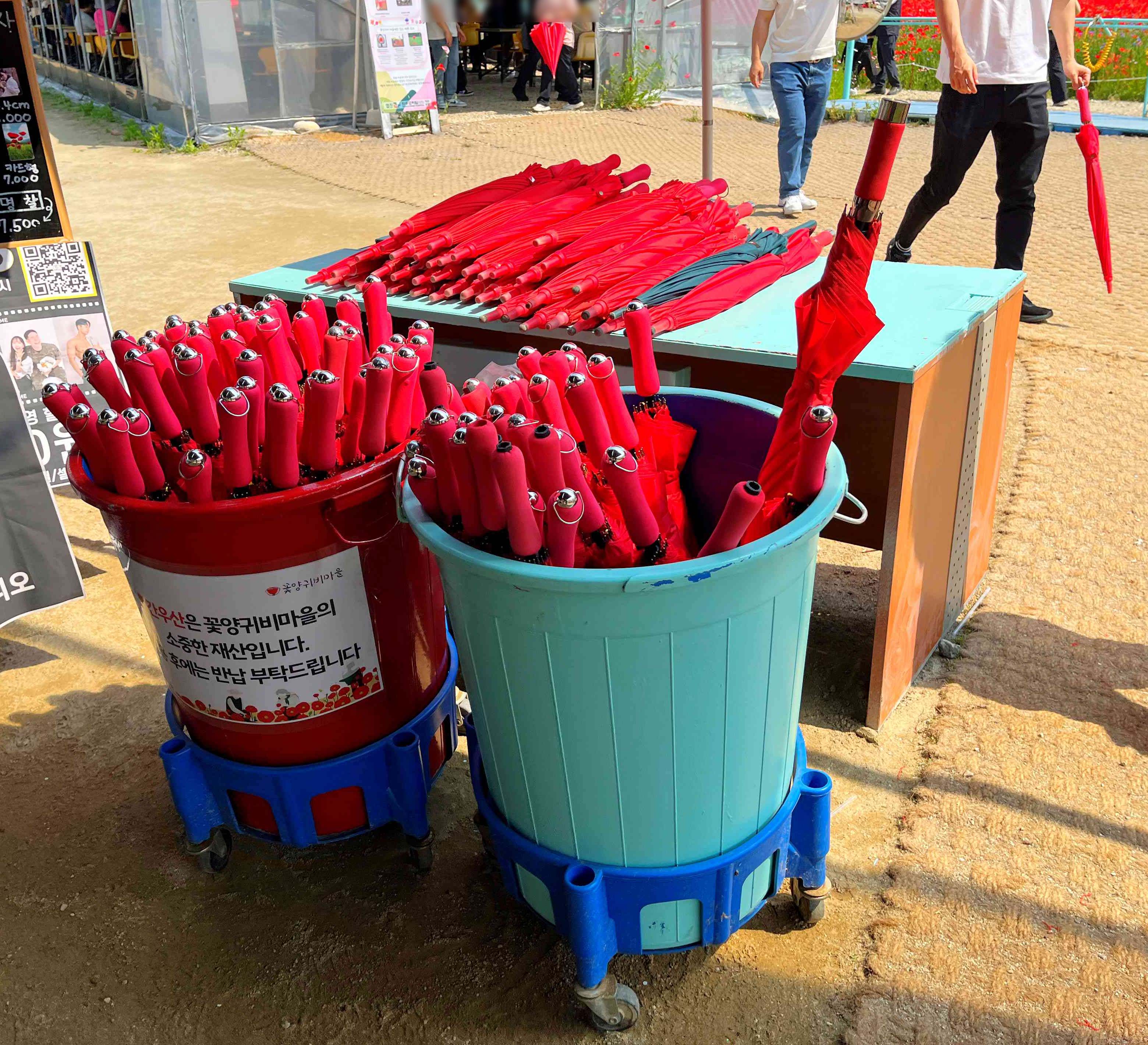 용수골 양귀비 축제