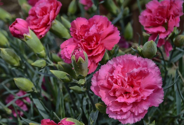 어버이날 인사말 BEST 12