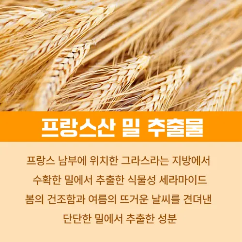세라마이드