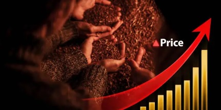 2025년 커피가격 인상