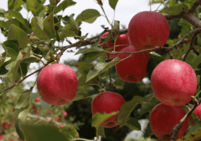 2024 문경사과축제