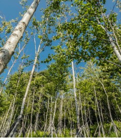 화담숲-자작나무숲