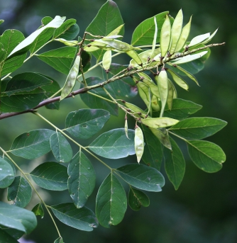 다릅나무 열매2