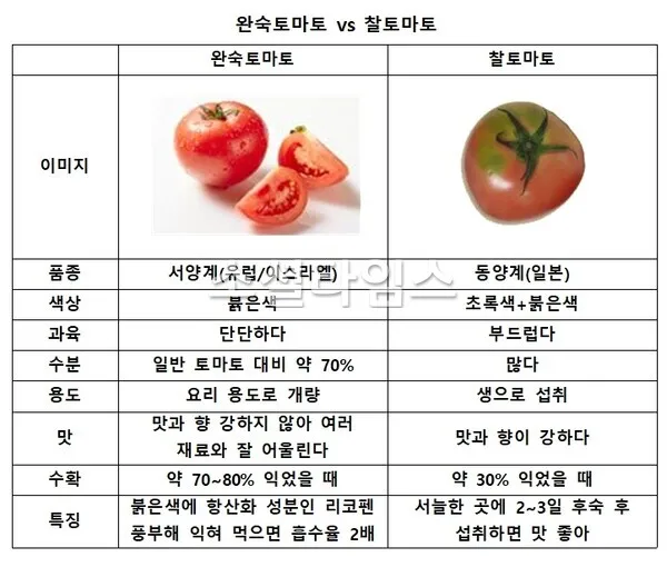 토마토 효능 항산화 작용과 피부건강 효과 정리_2