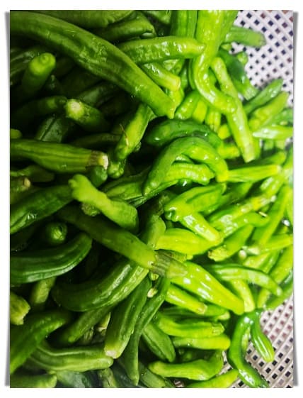 꽈리고추 2