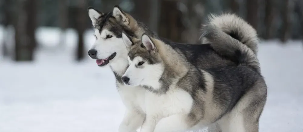 말라뮤트 분양 가격 알래스칸 허스키 차이 성격 특징 수명_2