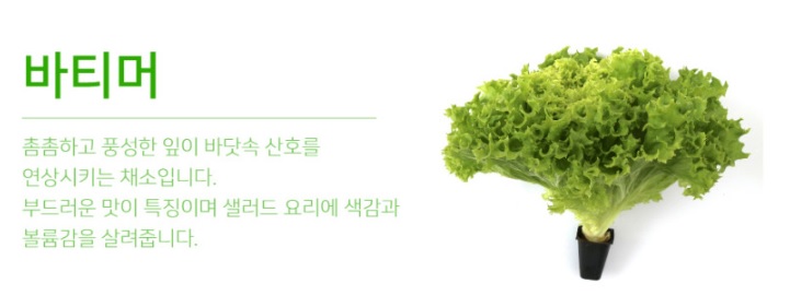 생방송투데이 환승직업 두 번째 인생 충주 쌈 채소 농장 웰팜이에이씨 쌈채소 스마트스토어 주문방법