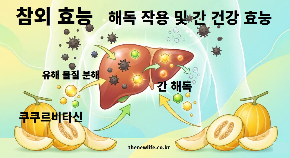 참외 효능 해독 작용 간 건강