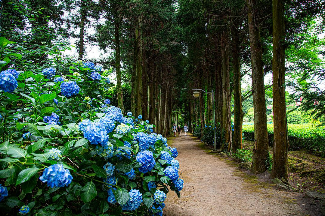 제주 남국사 수국길 완벽 가이드: 개화 시기, 포토존, 교통 총정리