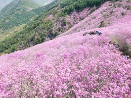 제 26회 천주산 진달래축제 기본일정과 프로그램 소개 류지광 남승민 출연