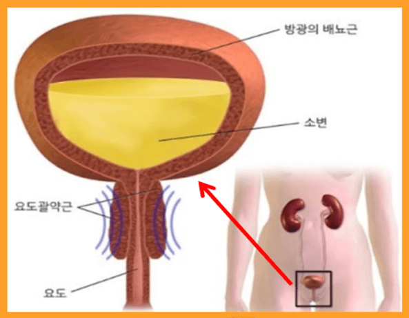 소변이-자주-마려운-증상