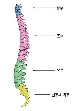 척추구조