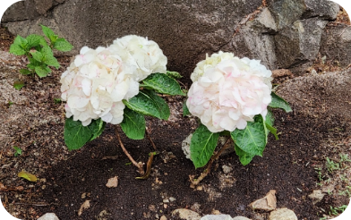 동림선원 화단에 핀 수국