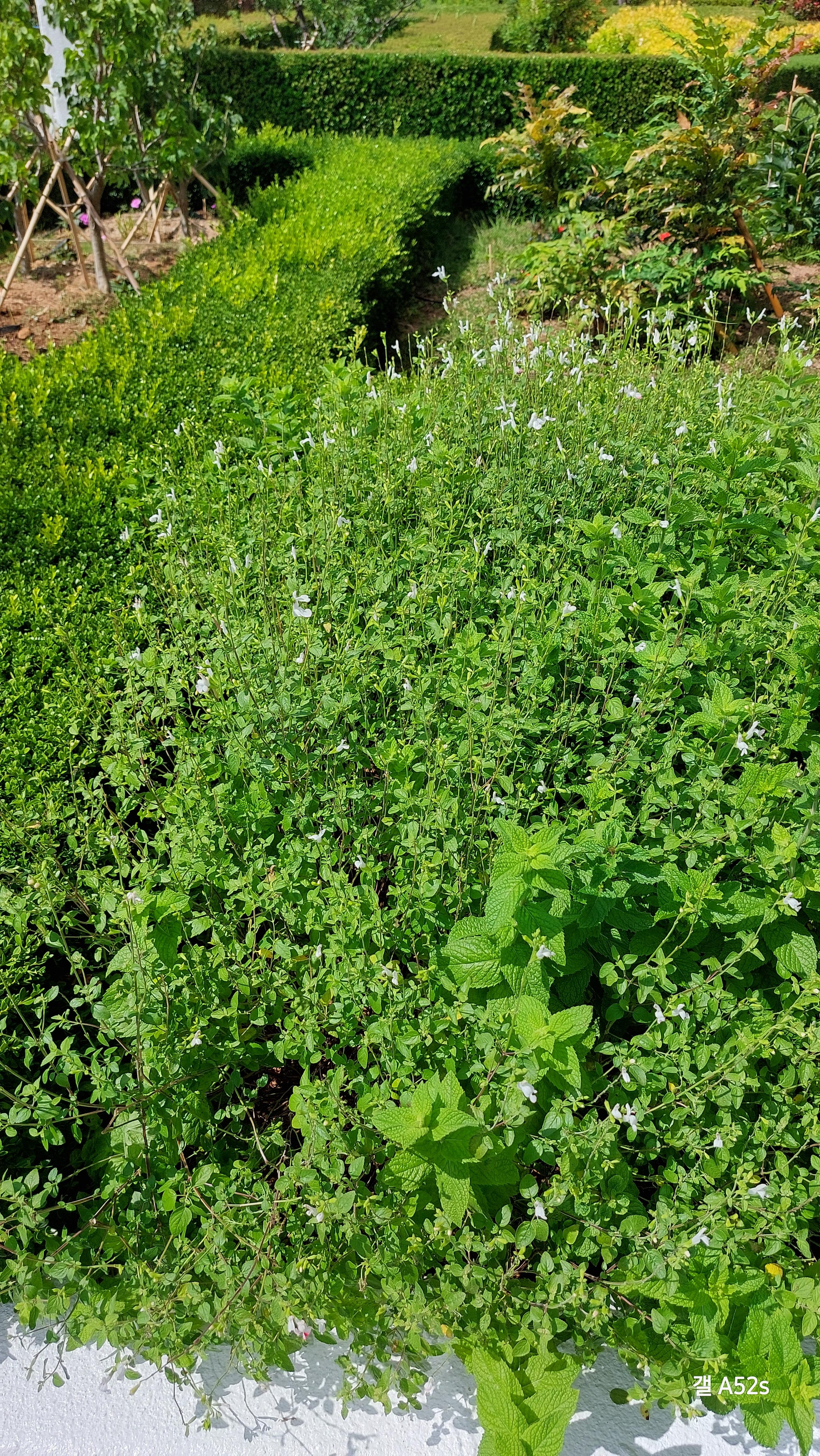 산토리니광장에 심어진 페퍼민트