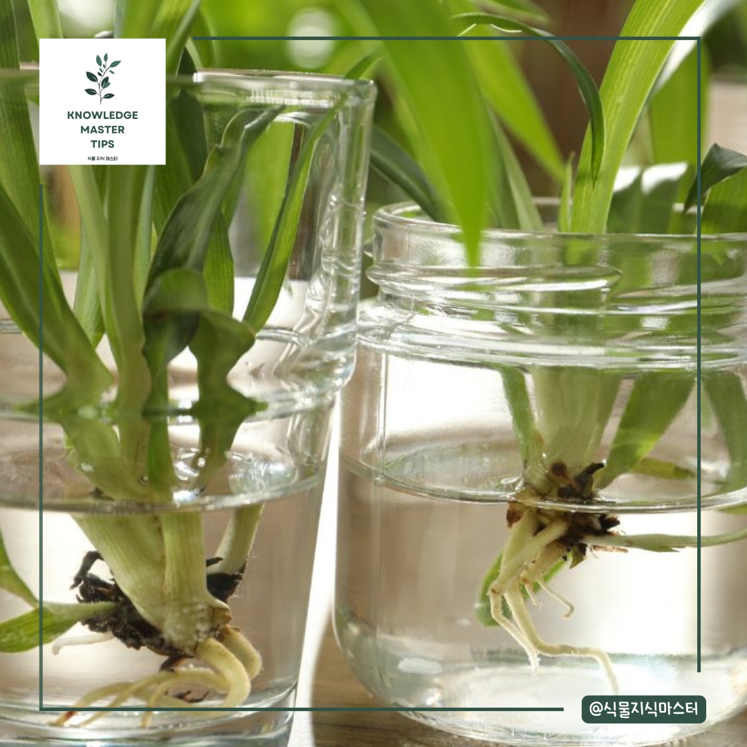 수경재배의 기본 원리