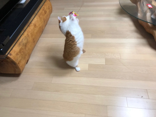 카샤카샤붕붕낚시대