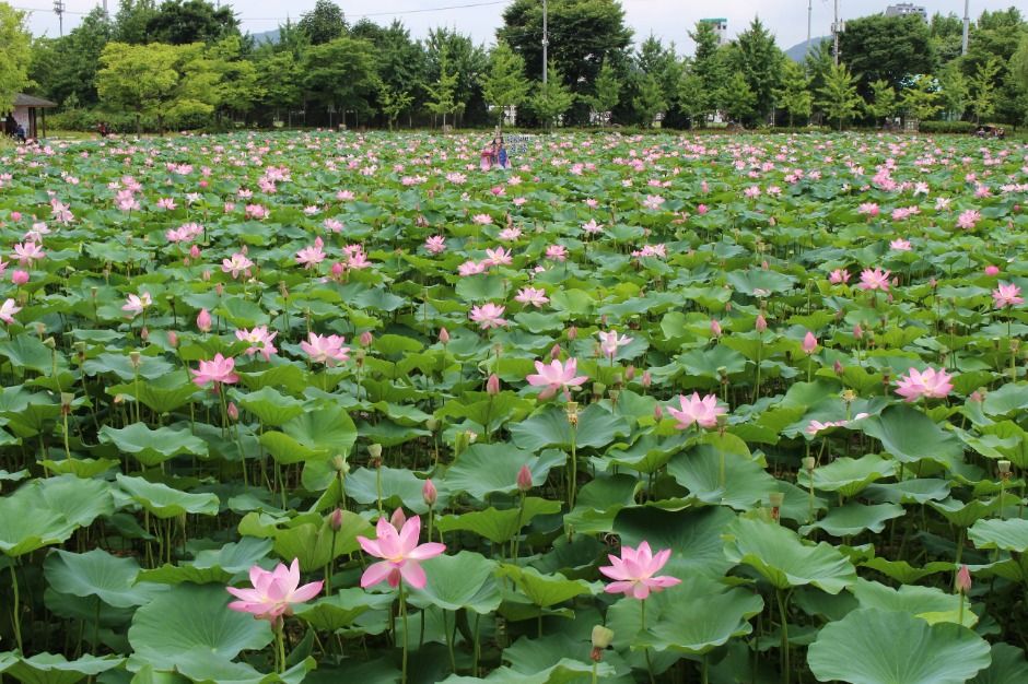 2025 세미원 연꽃 문화제 - 여름, 연꽃에 물들다 관련 사진