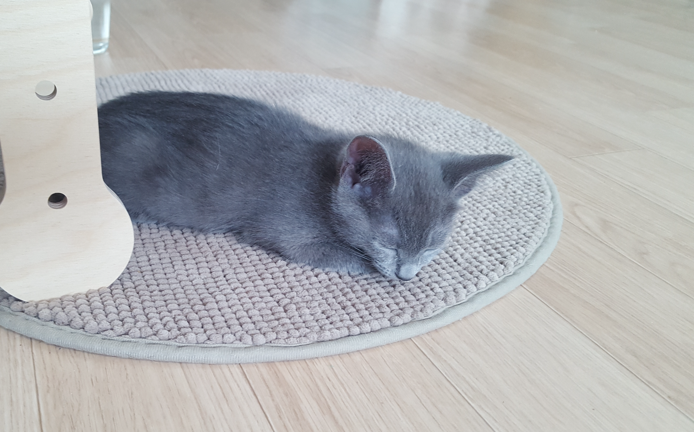 고양이 여름나기