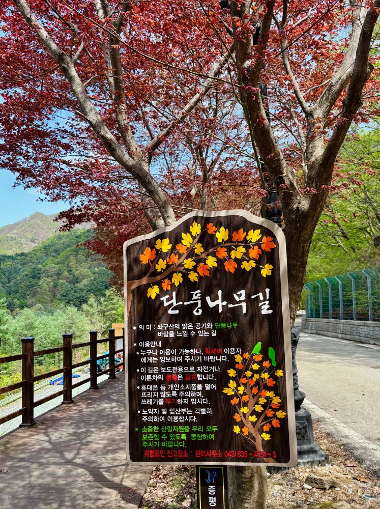 카페좌구산 가는 길 - 단풍나무길