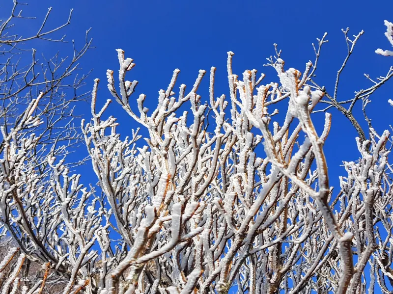 울산 가지산 서리꽃 상고대