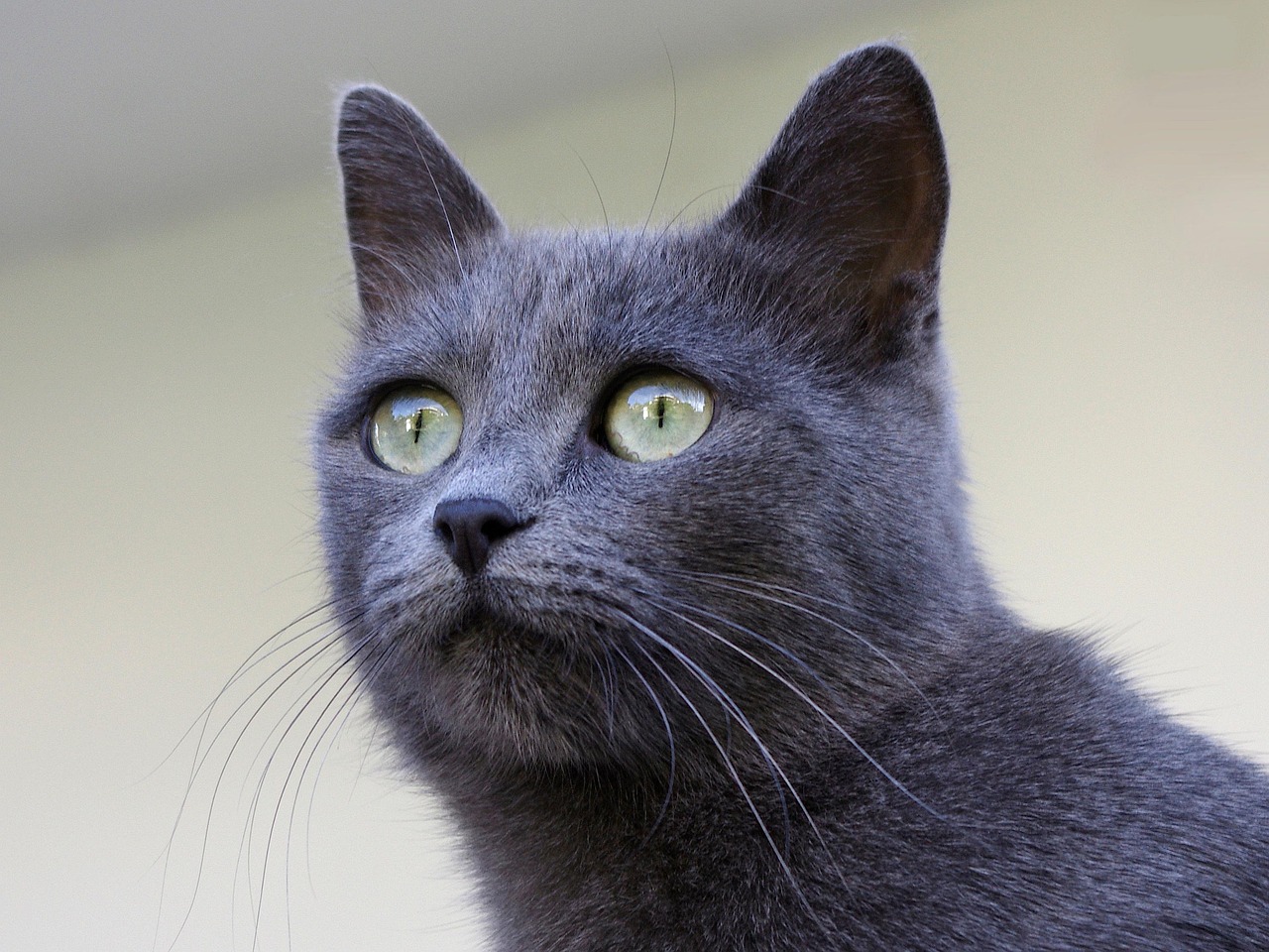 샤르트뢰 고양이