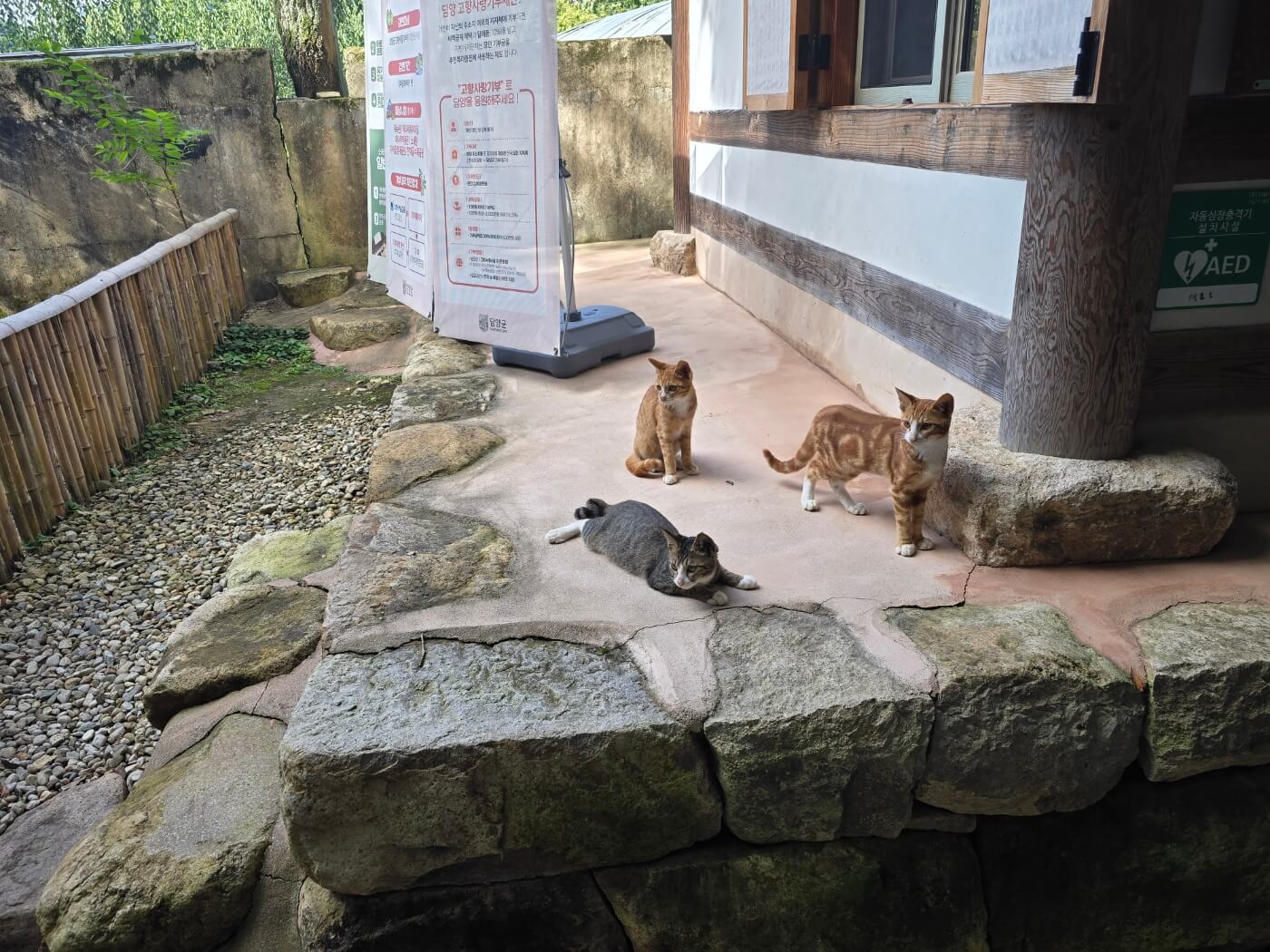 어린고양이 3 마리