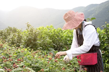 복분자 수확모습