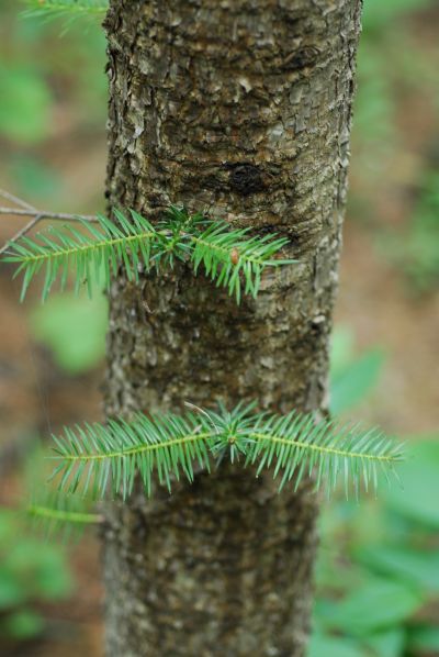전나무(젓나무)