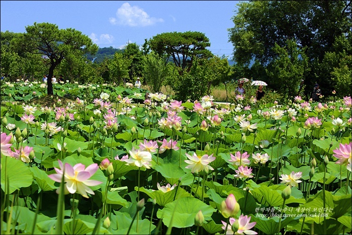 양평 세미원 연꽃