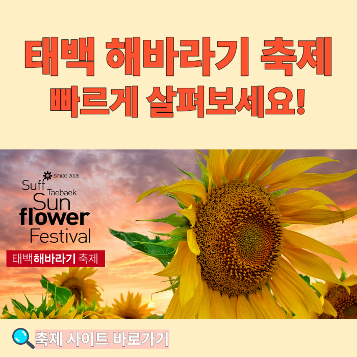 태백 해바라기 축제