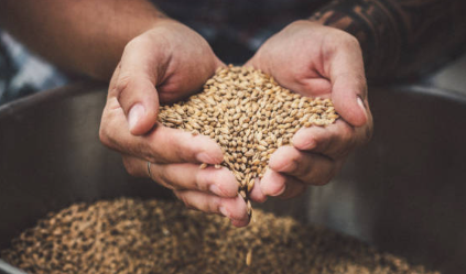 고혈당에 좋은 보리