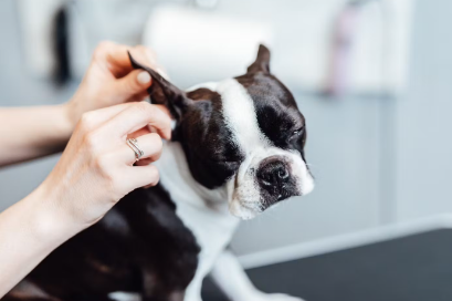 진료중인 강아지