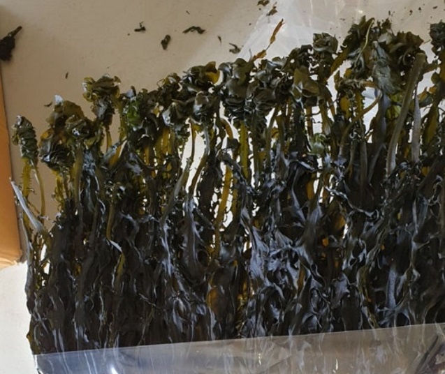 극한직업-맹골도-돌미역