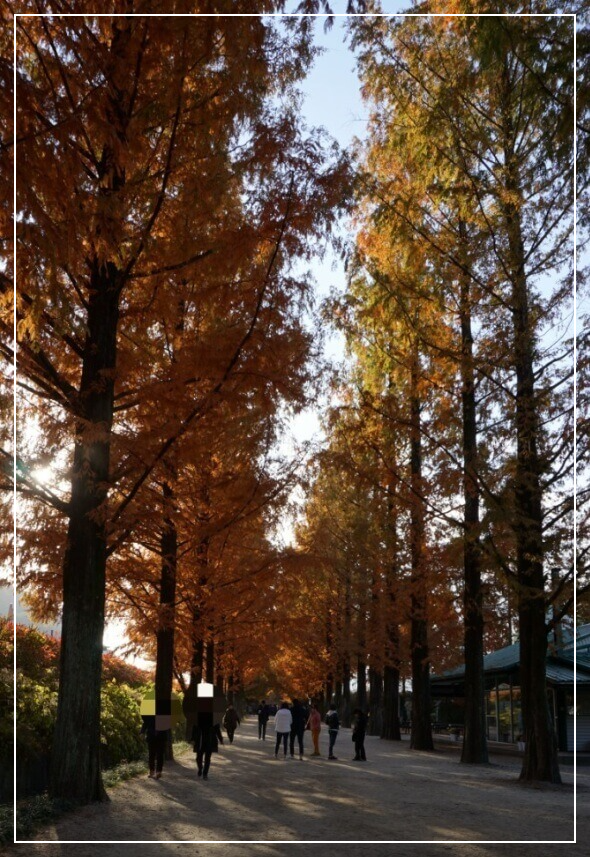 담양 가볼만한곳 베스트10 메타세쿼이아 가로수길