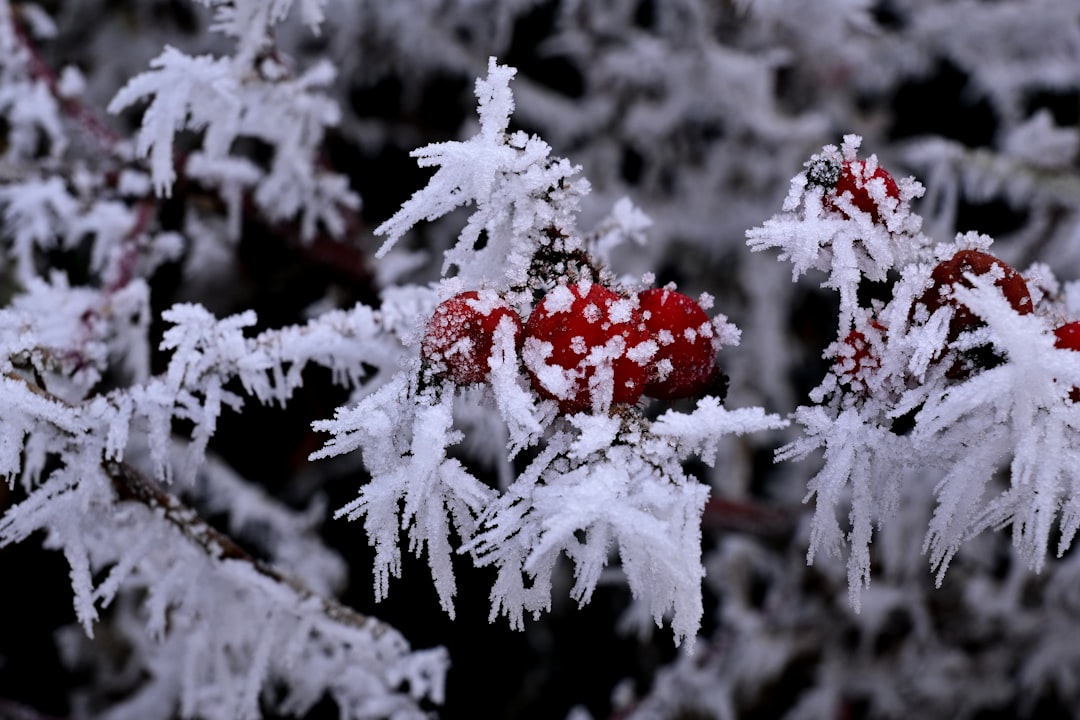 Rosehip