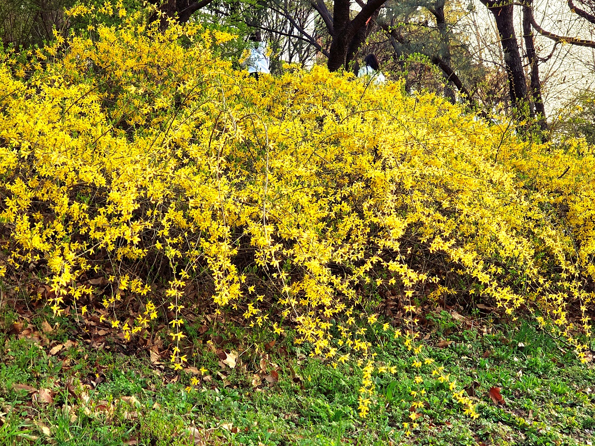 인천 벚꽃 명소 굴포천: 청리단길 꼭 가봐야 할 사계절 감성 산책로
