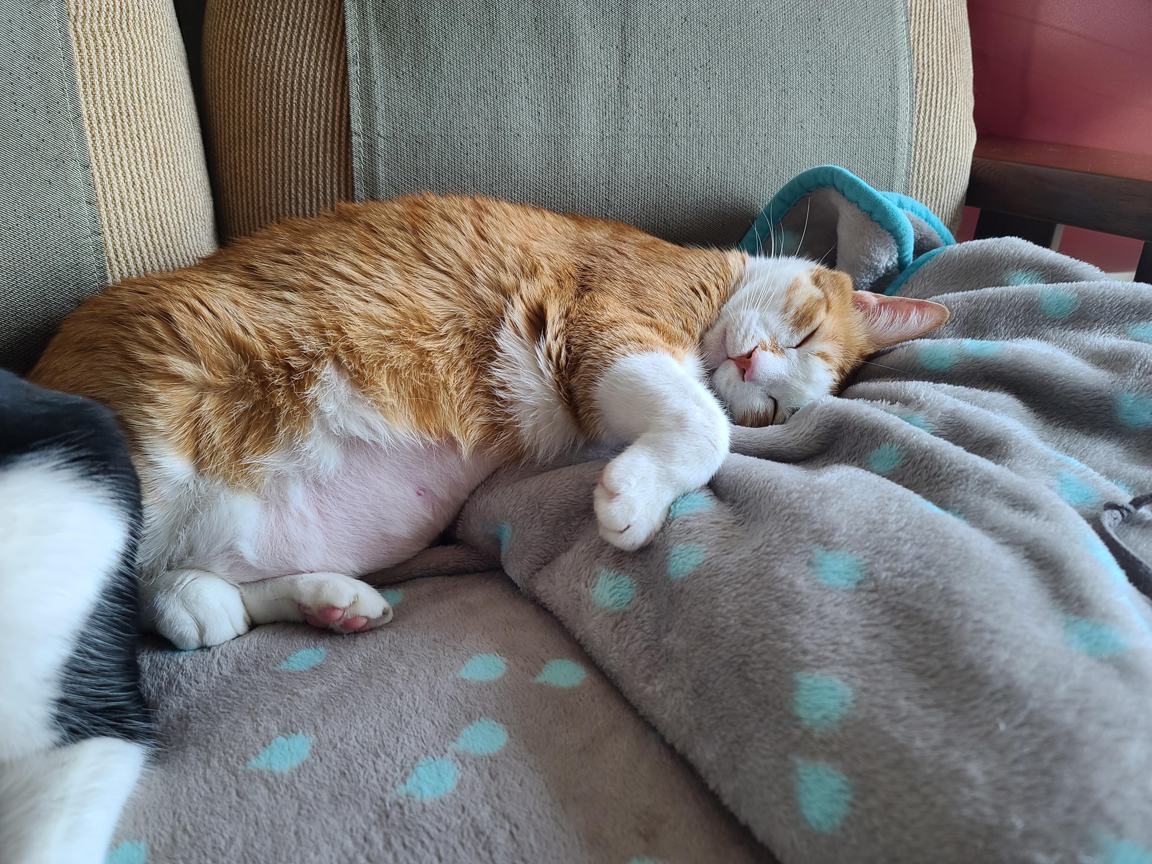 우리집 고양이들에게 치즈냥이 호야의 존재는..