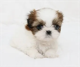 시츄 분양 가격 성격 장단점_7