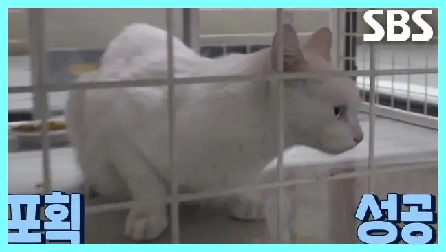 동물농장 재방송 시간 다시보기